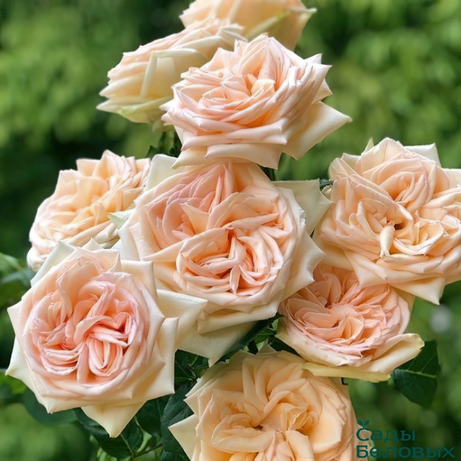 Роза японская Принцесса Майя 